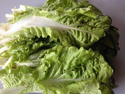 cabbage chinese farming washed tanegashima subtropical climate growing japan were