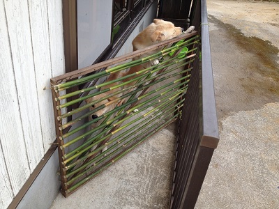 Bamboo yard gate for dogs