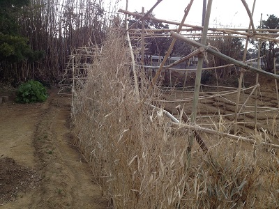 Farm plan upper making bamboo climbing trellis for vines