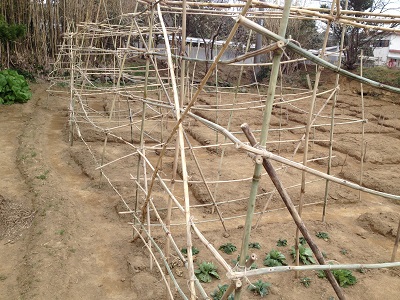 Farm plan upper making bamboo support trellis for vines