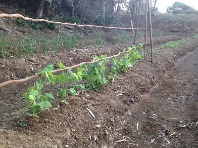 Vines farm supports vine