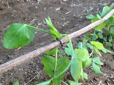 Vines farm supports vegetables ties